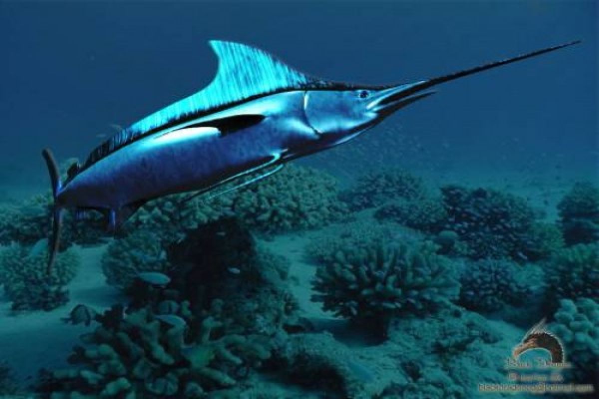  Menikmati Sate Blue Marlin Di Pesisir Barat