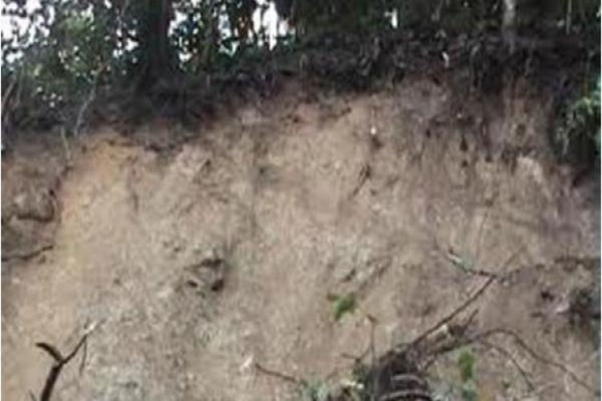 LPMAK belum terima laporan soal longsor Tsinga