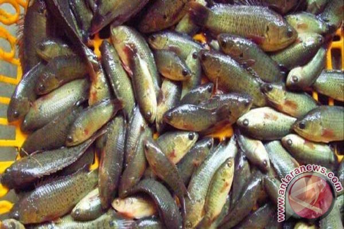 Kemarau Tangkapan Ikan Lokal Melimpah