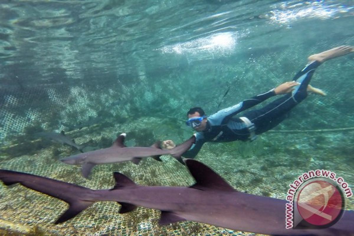 Pengelola Wisata Serangan Kembangkan Berenang Dengan Hiu