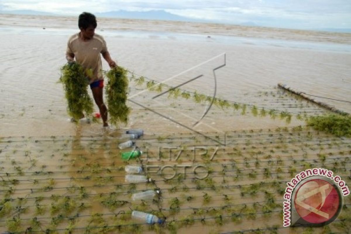 Bone Bolango Sulit Kembangkan Rumput Laut 