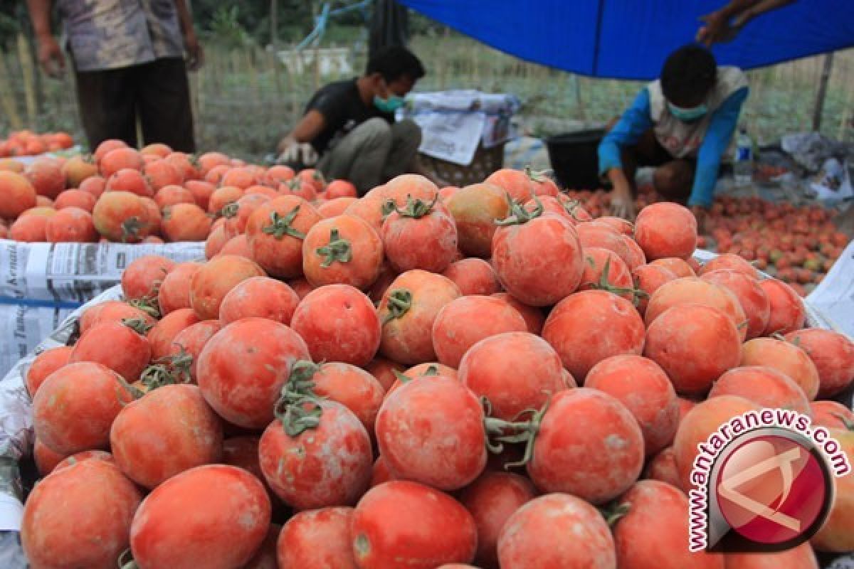 Harga Tomat di Pangkalpinang Bertahan Tinggi