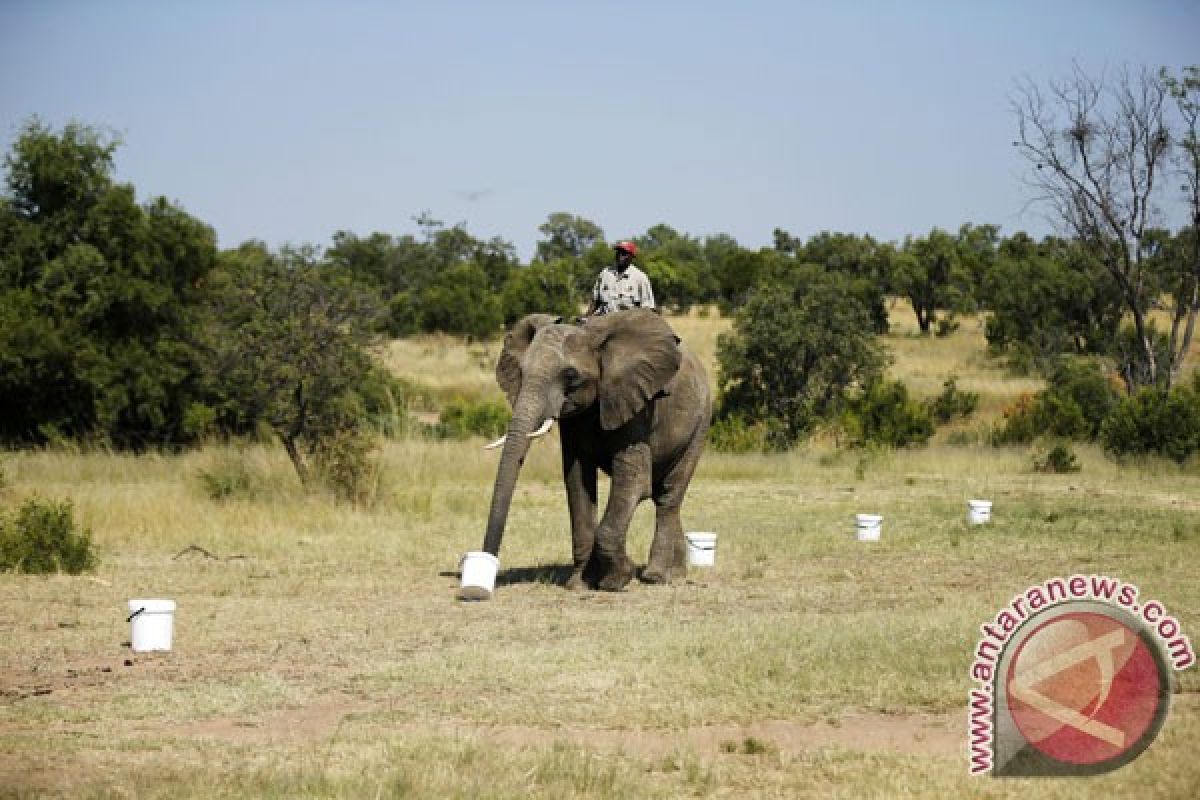 Gajah dilatih mengendus bom di Afrika Selatan