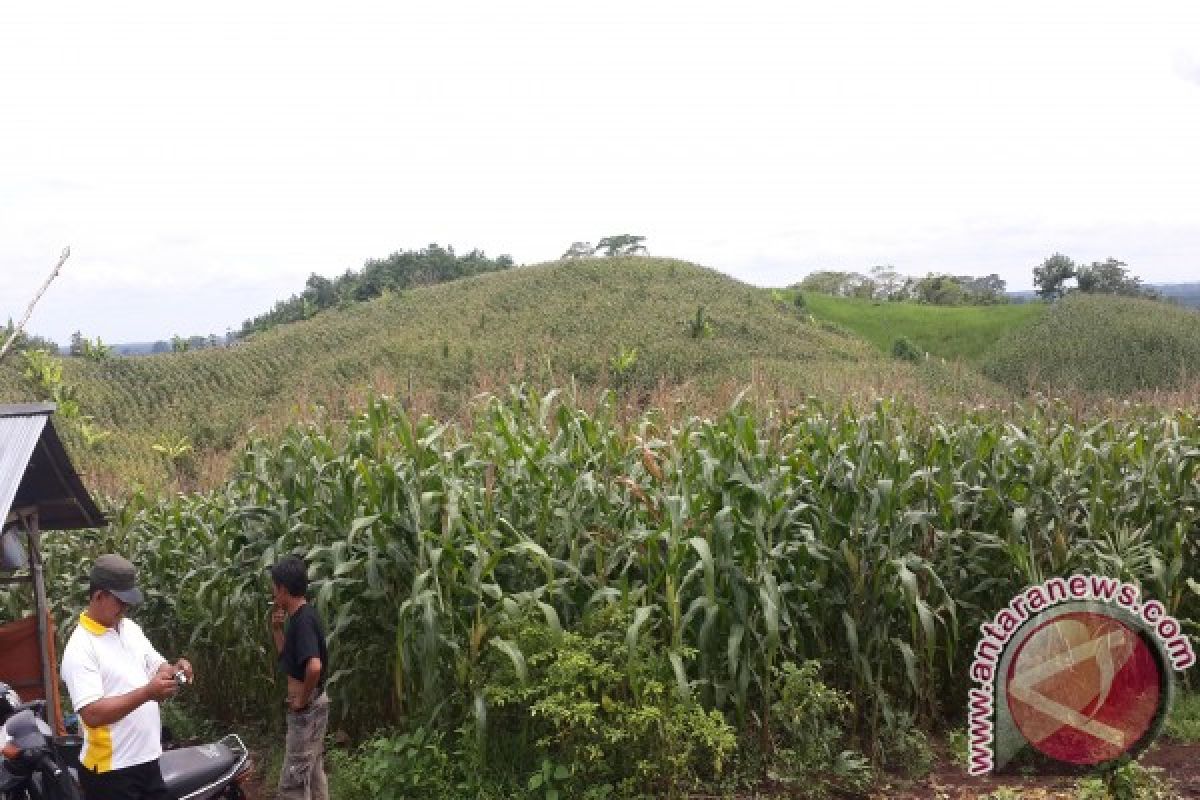 Kotabaru Extends 117 Hectares Corn Crops 