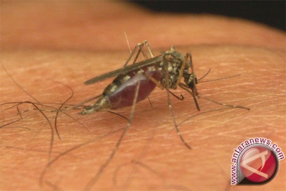 Kasus malaria di Aceh Jaya meningkat drastis. Ini penyebabnya