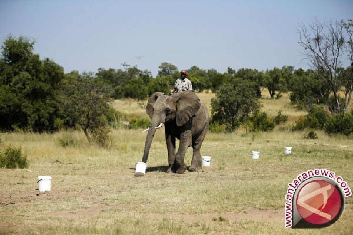 Gajah Dilatih Mengendus Bom di Afrika Selatan