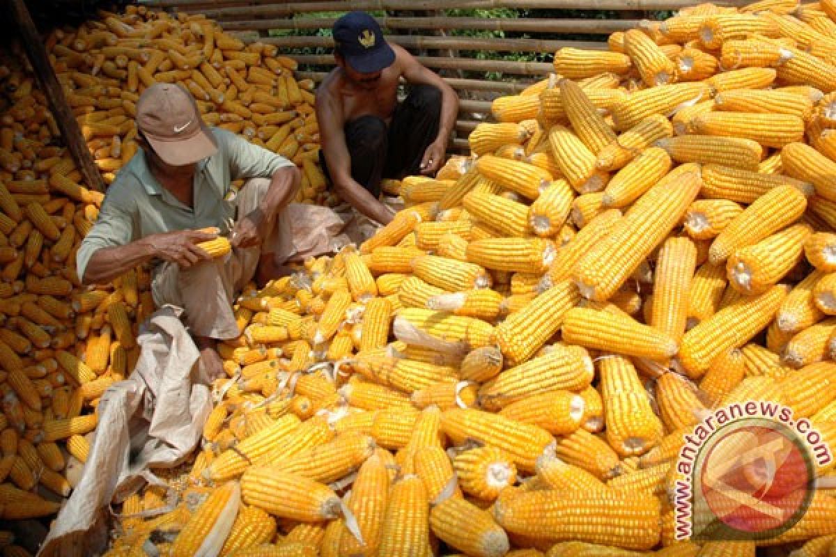 Pemerintah targetkan produksi jagung 24 juta ton 2015 