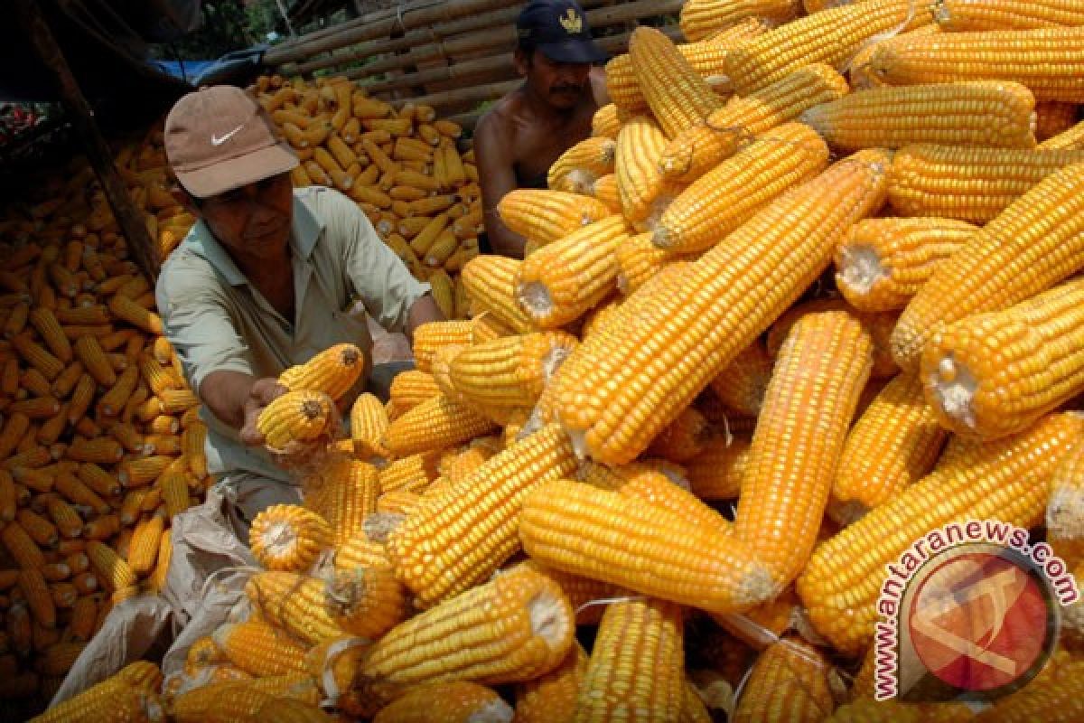 Petani dan pengusaha tolak impor jagung