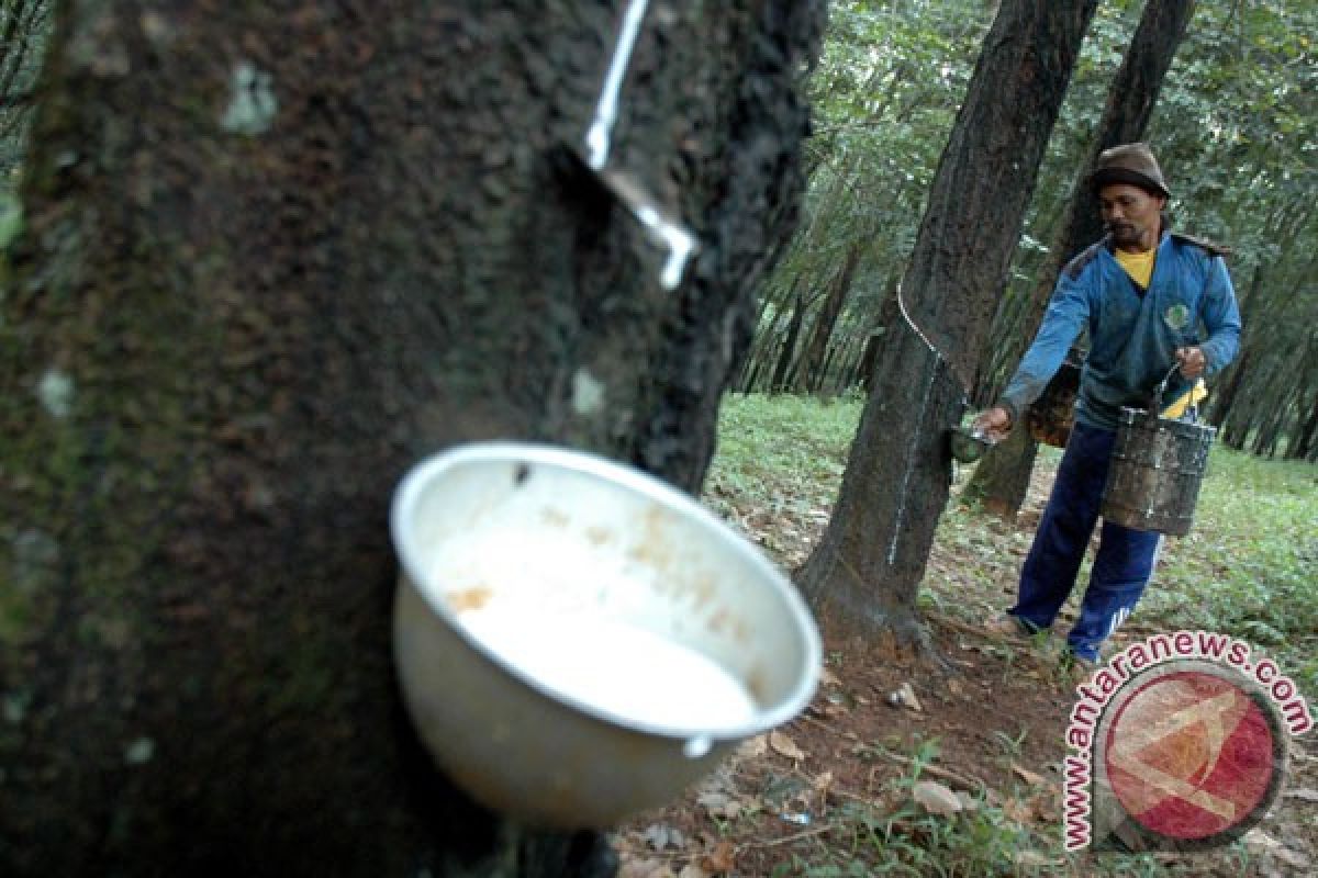 Gapkindo: harga karet turun resahkan petani