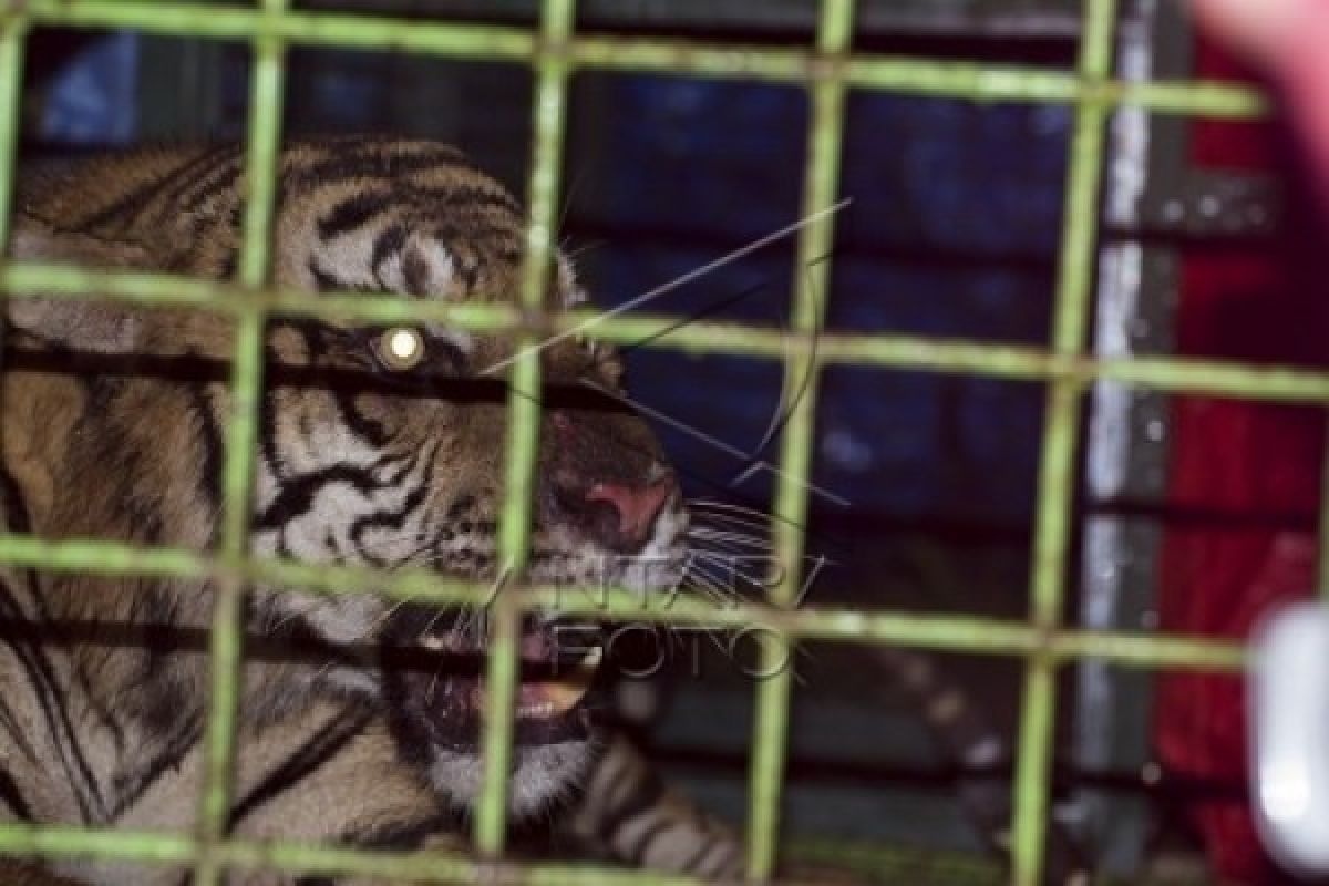 Kondisi Harimau Terkena Jerat di Mandeh Membaik