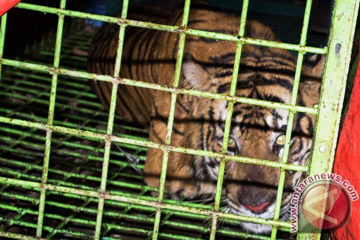 Dua harimau di BKSDA Bengkulu dipindahkan ke Taman Wisata Alam Seblat