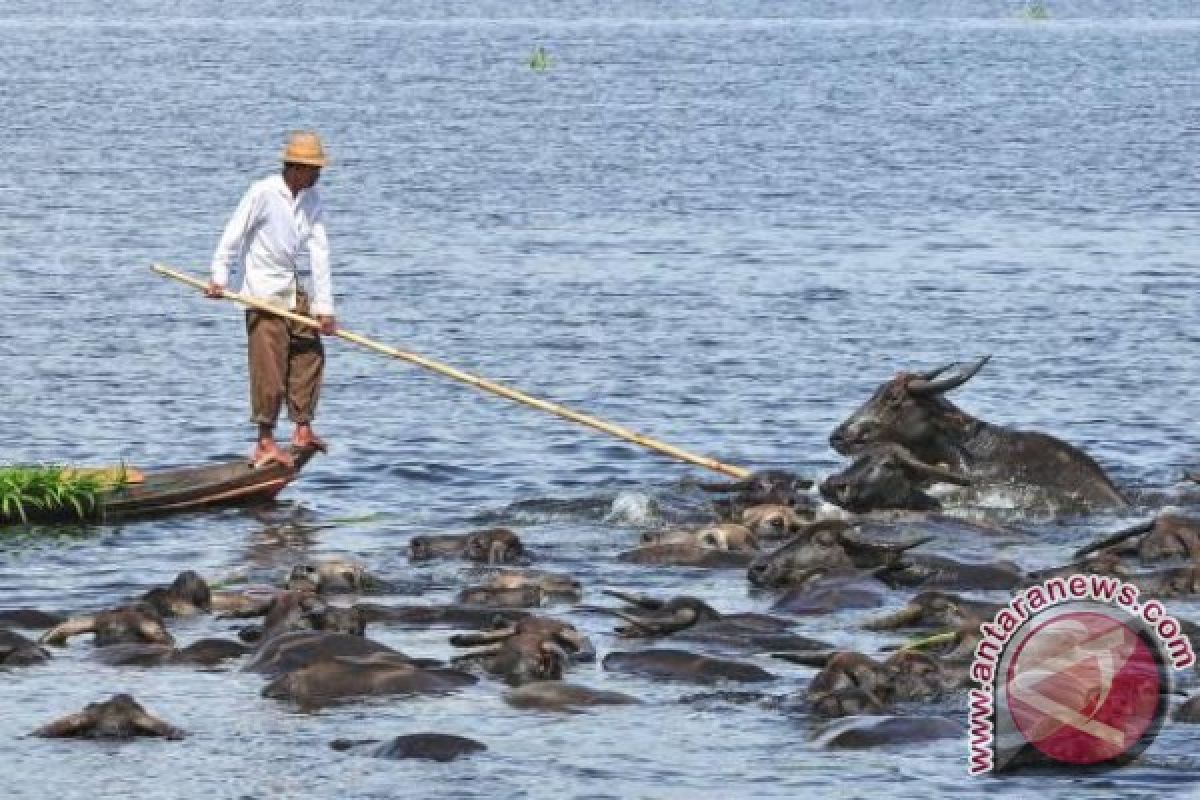 Barito Selatan Kembangkan Populasi Kerbau Rawa Jadi Kawasan Agrowisata 