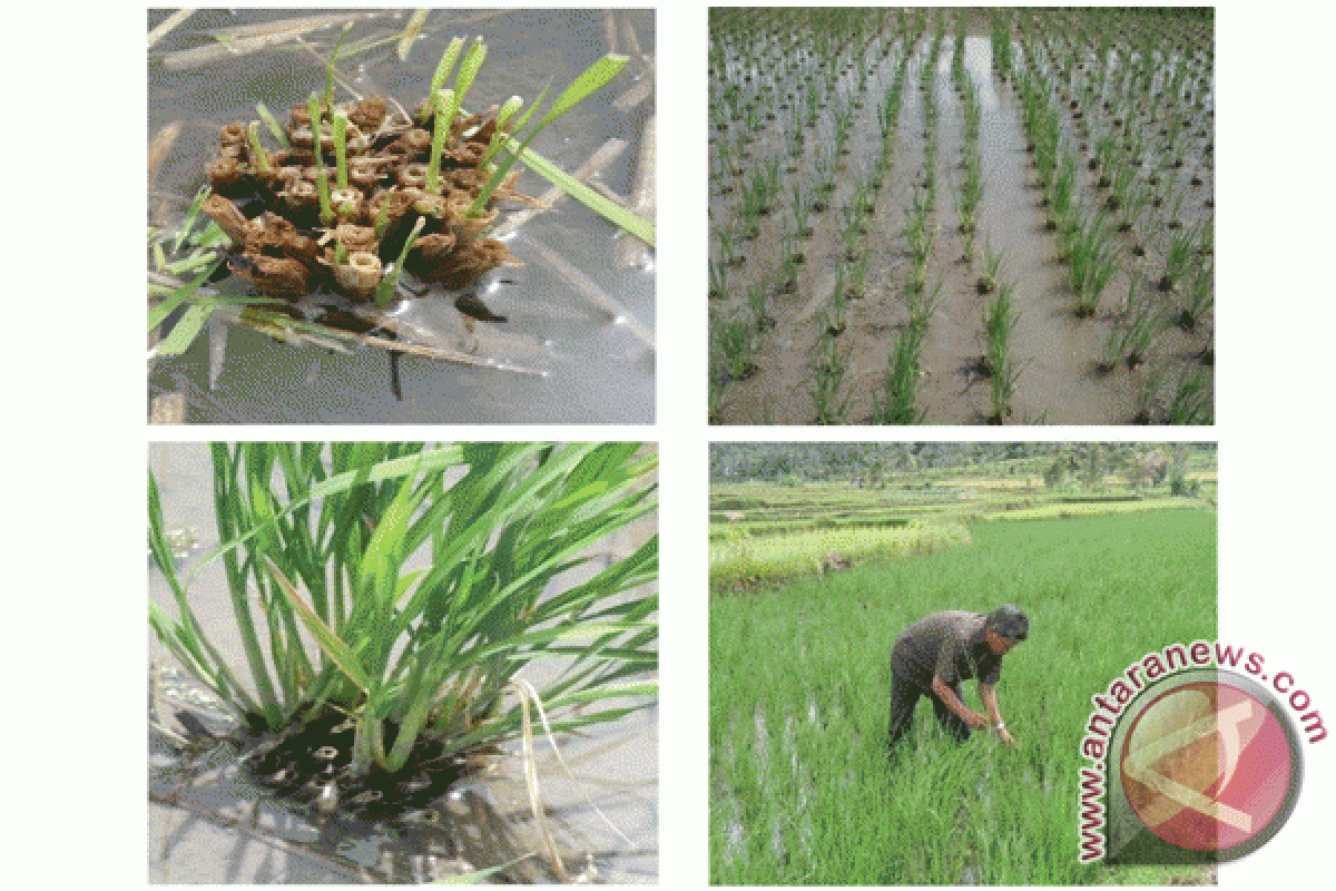 Petani Sungayang kembangkan padi Salibu