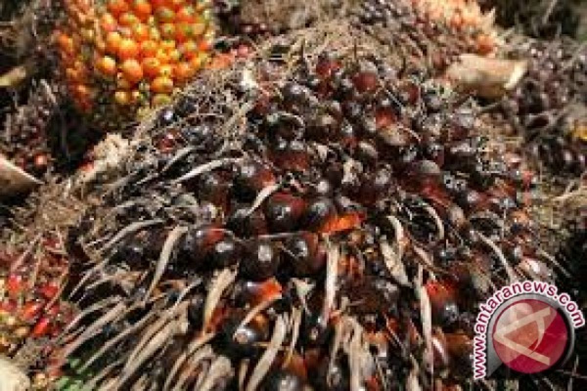 Harga cpo di Jambi naik Rp62/kg