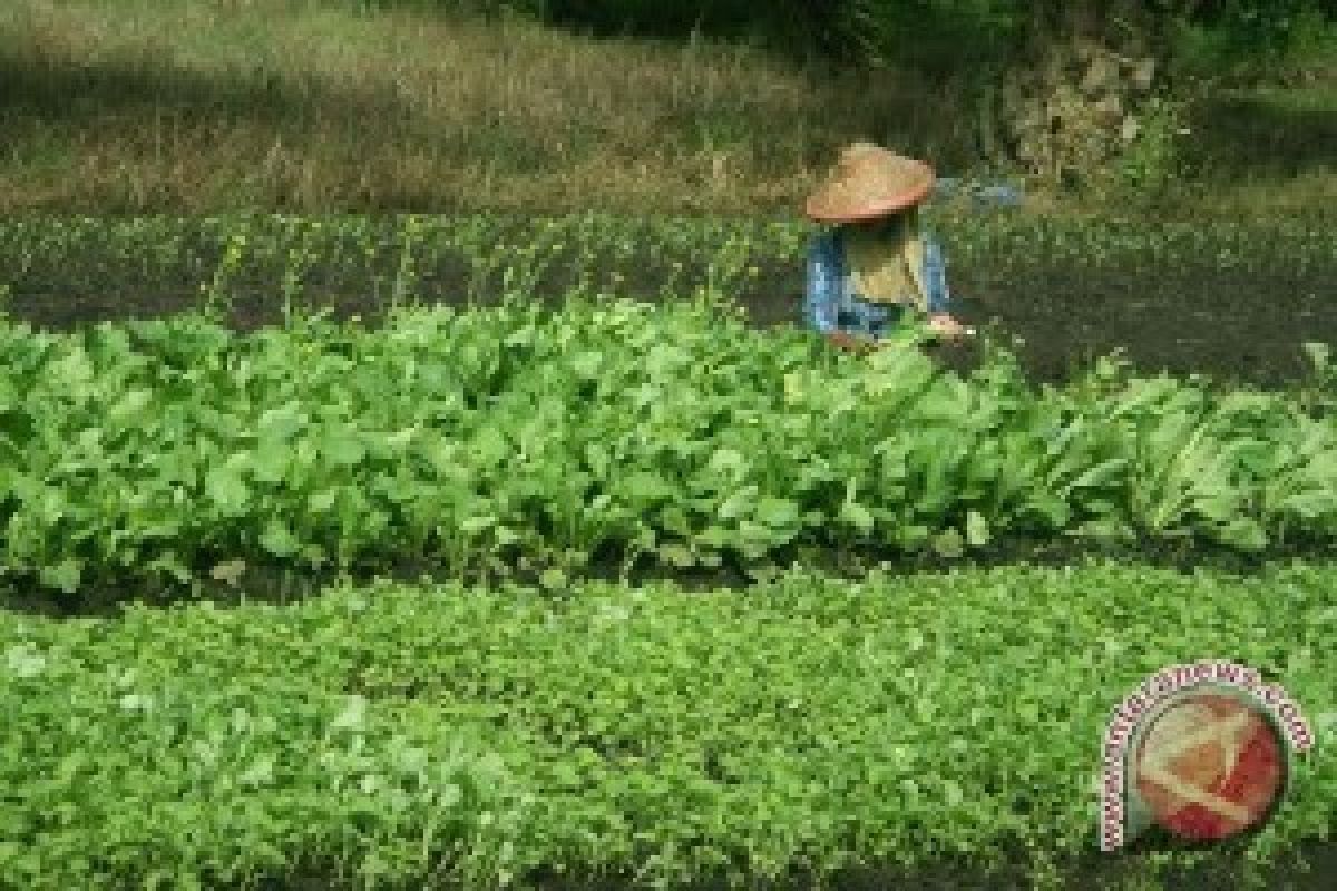 Ratusan Hektare Tanaman Palawija Diserang Celeng