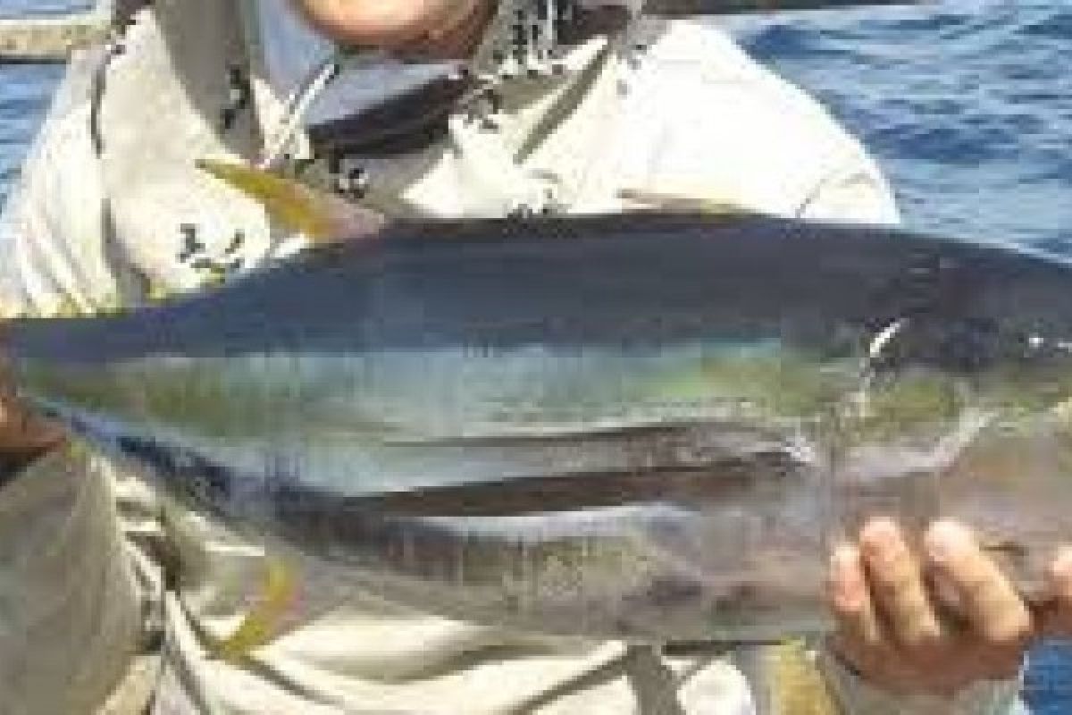 W Sumatra Tuna Fish Exports Value  Reached Rp23.9 Billion