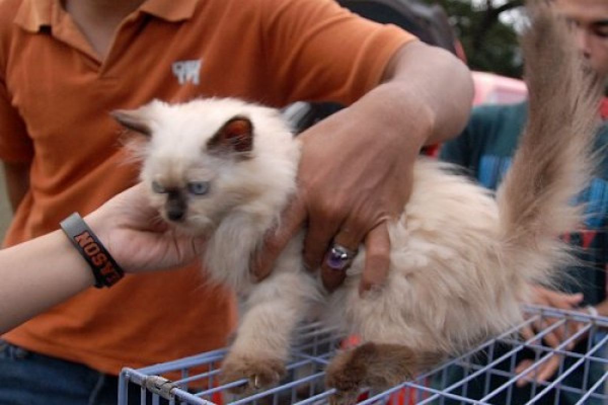 BKSDA Jatim Telusuri Perburuan Kucing Hutan