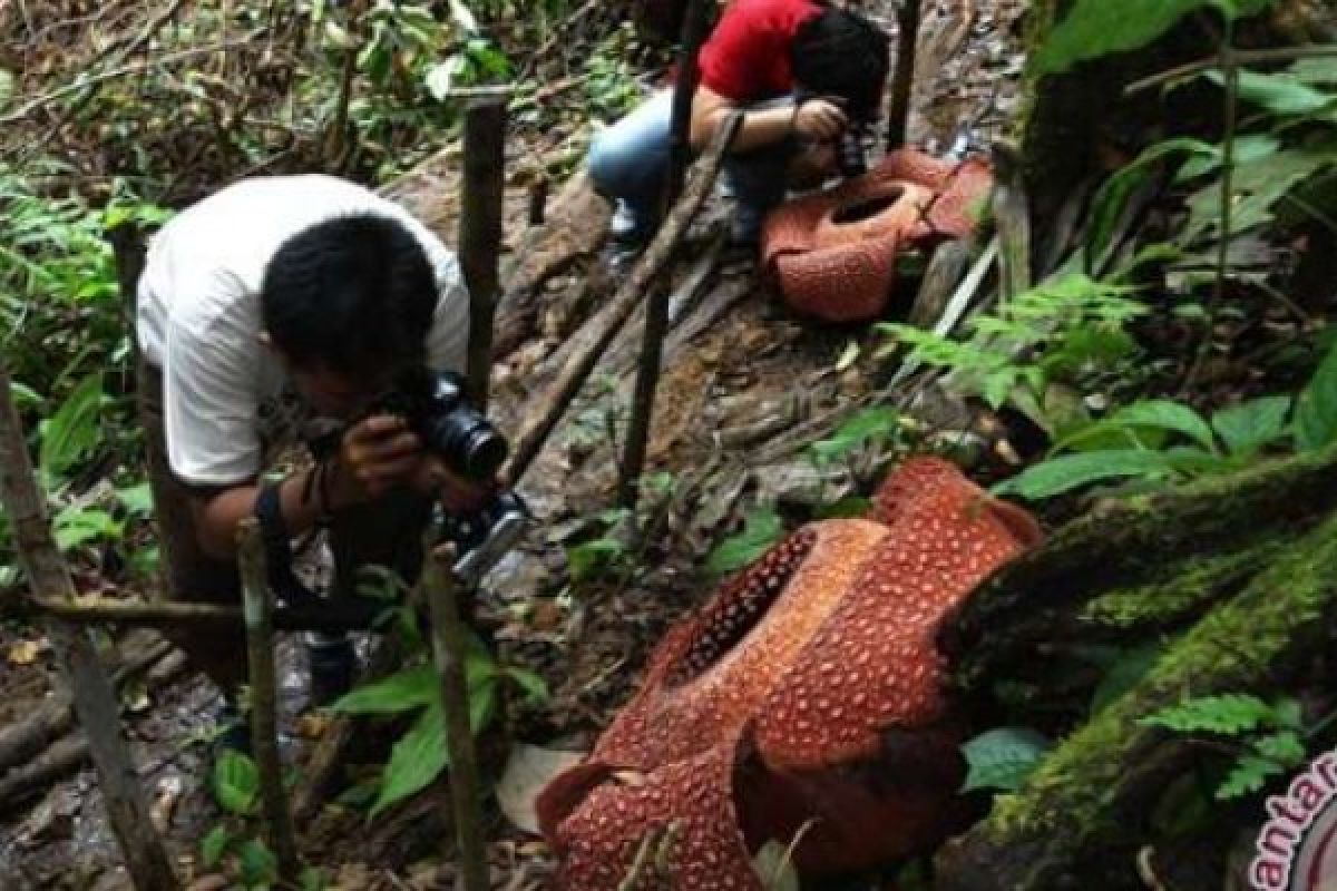 Mahasiswa ISI Yogyakarta Ciptakan Tarian Bunga Raflesia