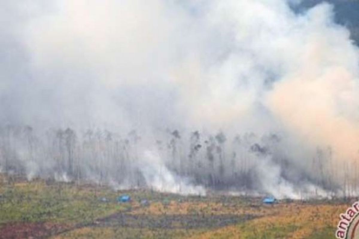 242 Hektar Lahan Terbakar Di Riau