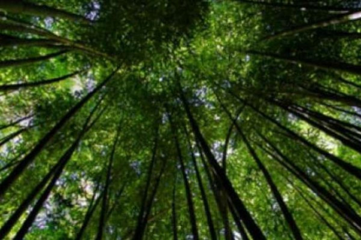 Bambu Alternatif Cegah Banjir DAS Ciliwung