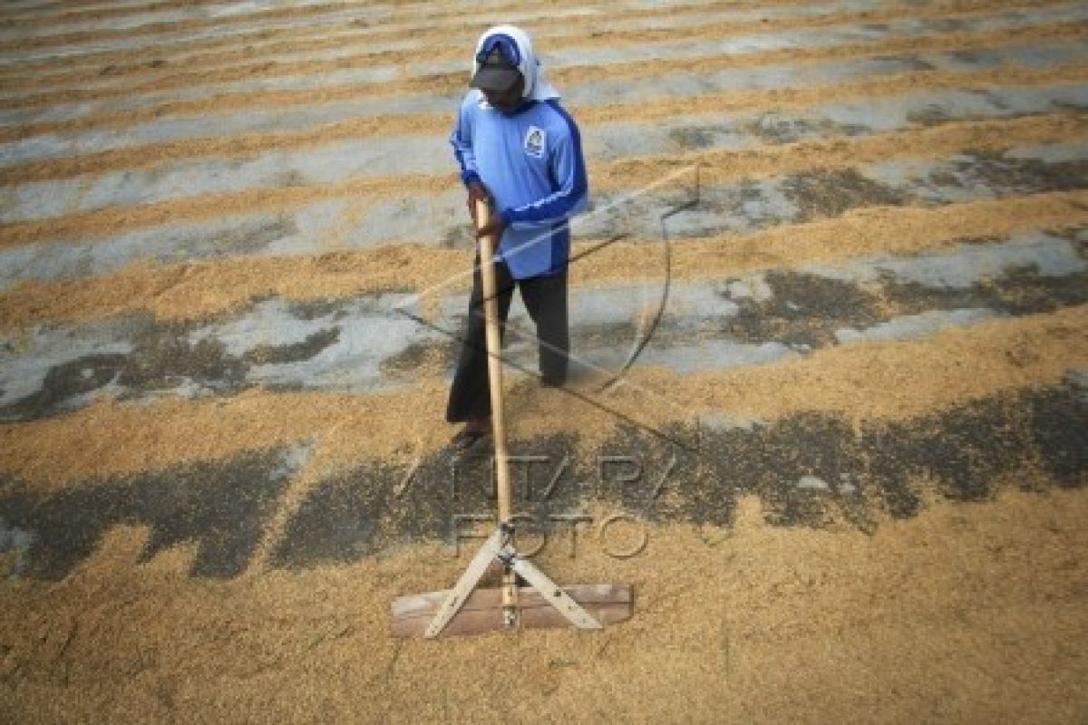 Bupati: Petani Penentu Peningkatan Produksi Gabah