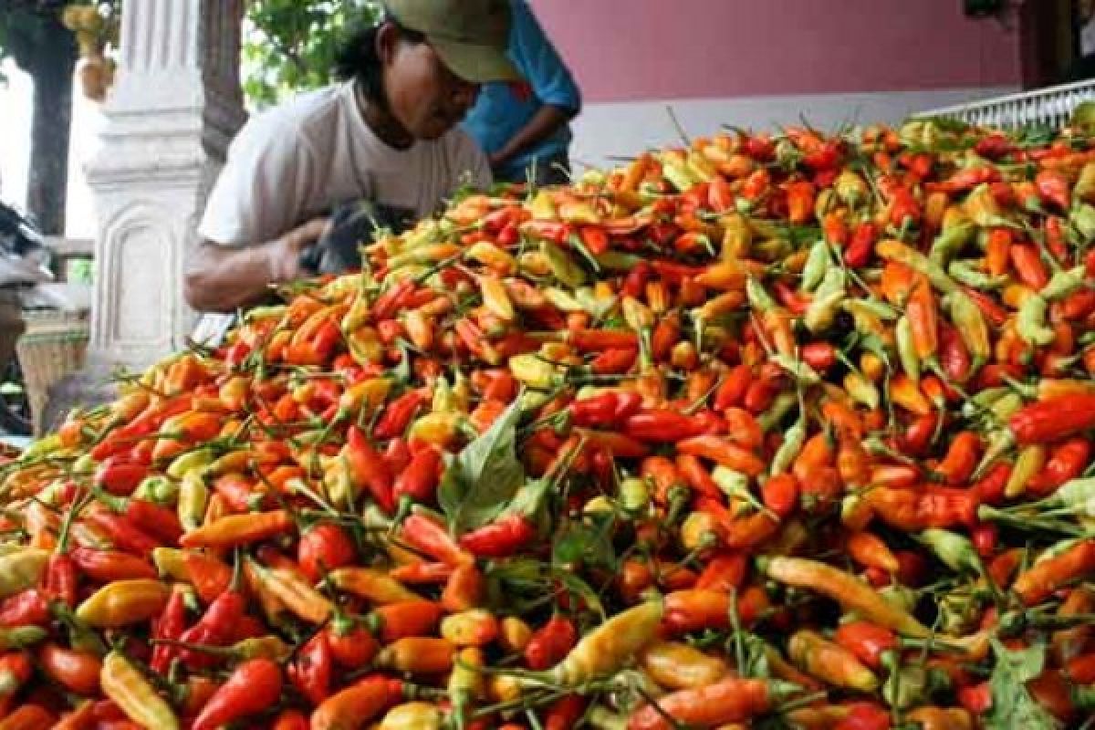 Harga Cabai di Magetan Masih Tinggi Pascalebaran