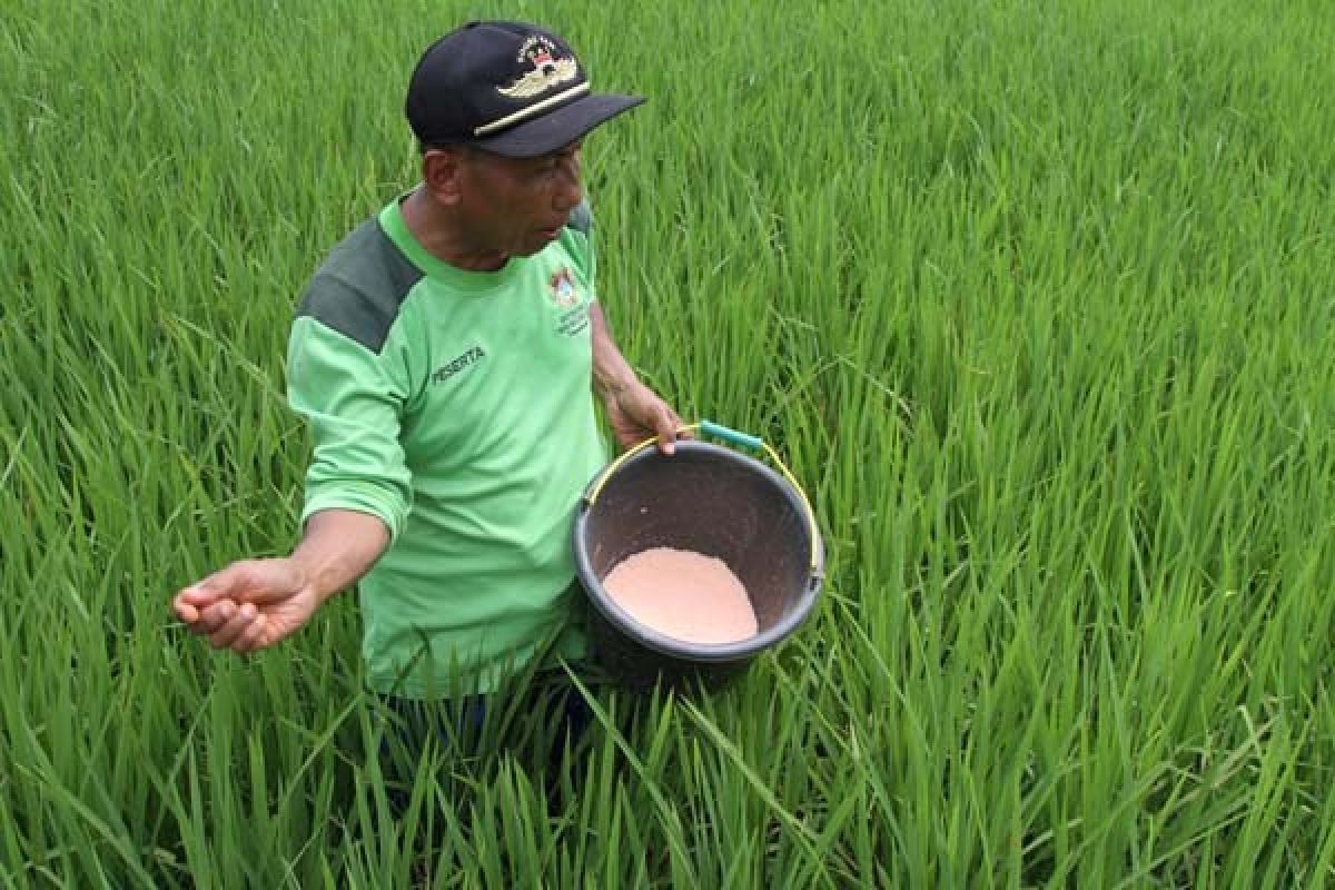 Alokasi Kuota Pupuk Bersubsidi di Jember Turun