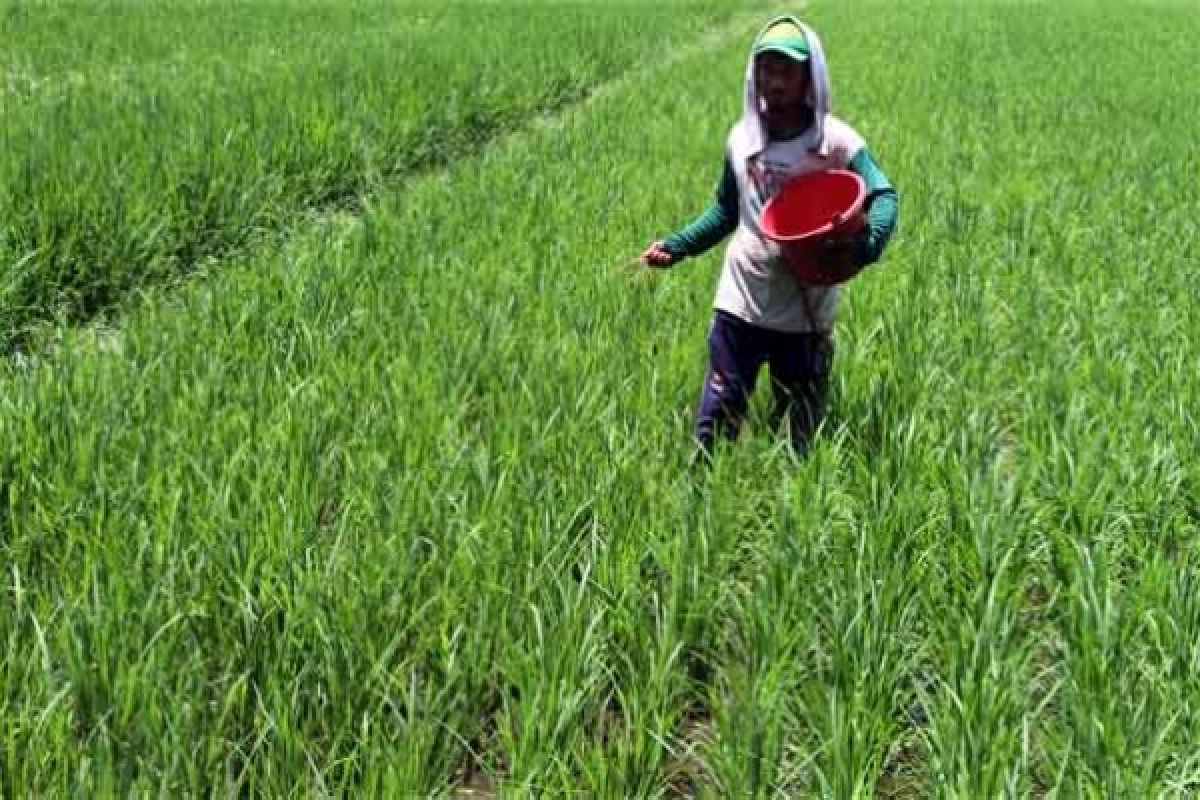 Disperta Jember Lakukan Pergeseran Pupuk Antisipasi Kelangkaan