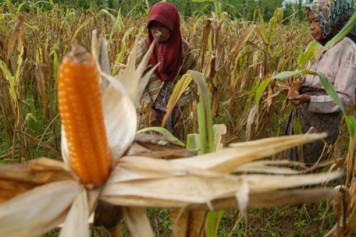 Bangkalan Sediakan 2.500 Hektare Pengembangan Jagung Hibrida Madura