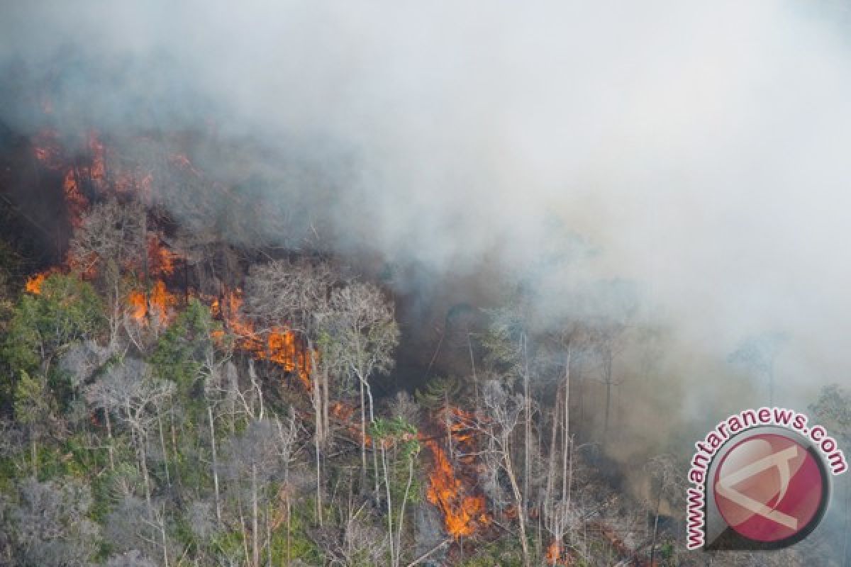 Riau authorities extinguish 10 bushfires
