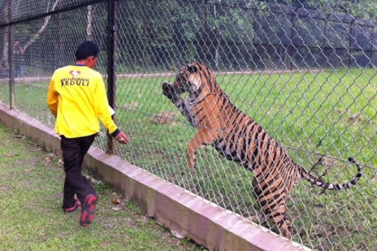 Seekor harimau sumatera dari Muara Enim jalani rehabilitasi di TWNC