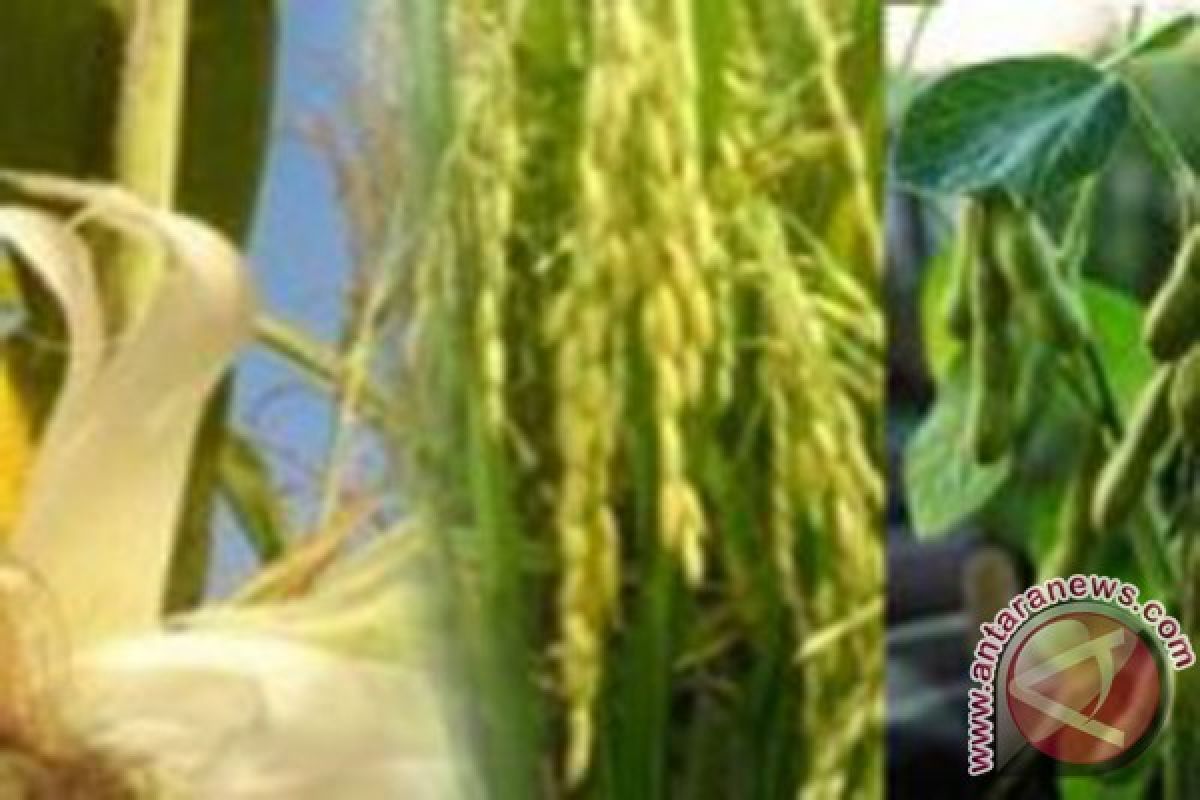 Tabalong accelerate maize development