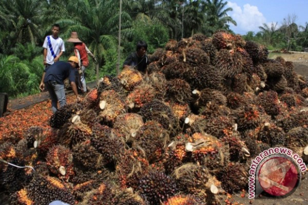 Lemahnya Harga TBS Sawit Pengaruhi Perekonomian Penajam