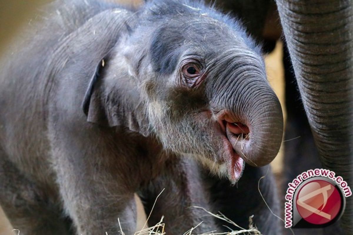 Gajah Putih Langka Ditemukan di Myanmar