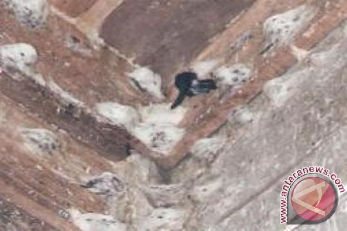 Harga Sarang Walet Turun, Pengusaha Kurang Gairah