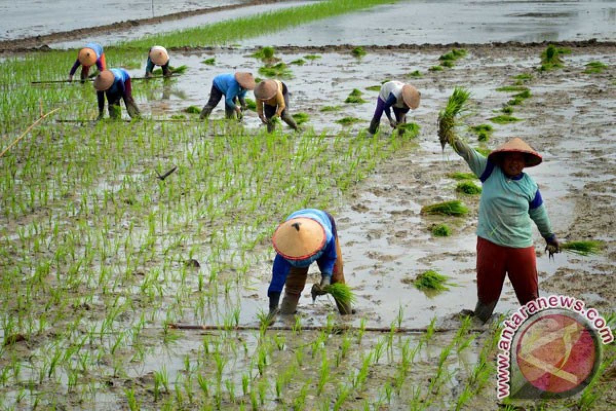Daerah gagal capai target produksi padi akan dikenai sanksi