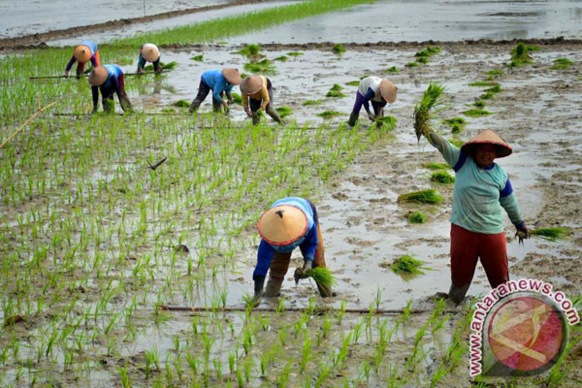 Petani Lebak kembali bertanam setelah guyuran hujan tiga hari