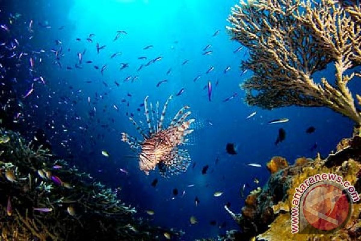 Bupati Inginkan Taman Laut Olele Dikenal Dunia 