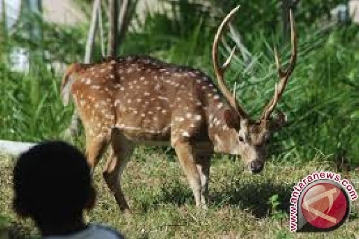 Petugas gabungan tangkap pemburu satwa di Kerinci