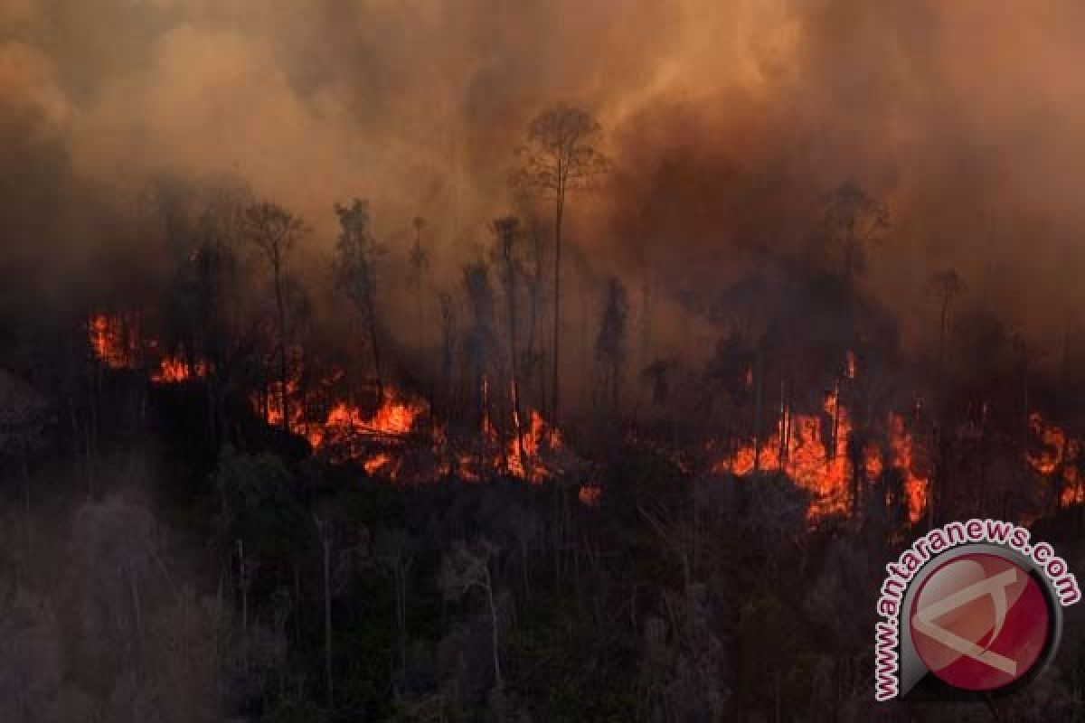 Petugas kewalahan padamkan kebakaran hutan