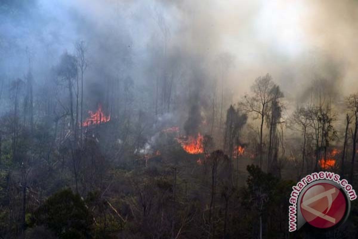 Hujan padamkan kebakaran hutan di Bengkalis