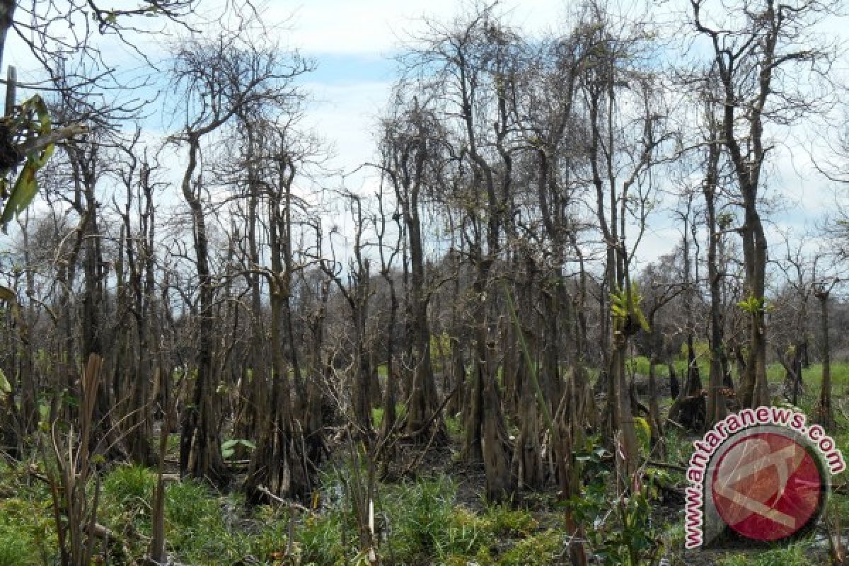 PT Antang Konservasi Lahan Selamatkan Bekantan