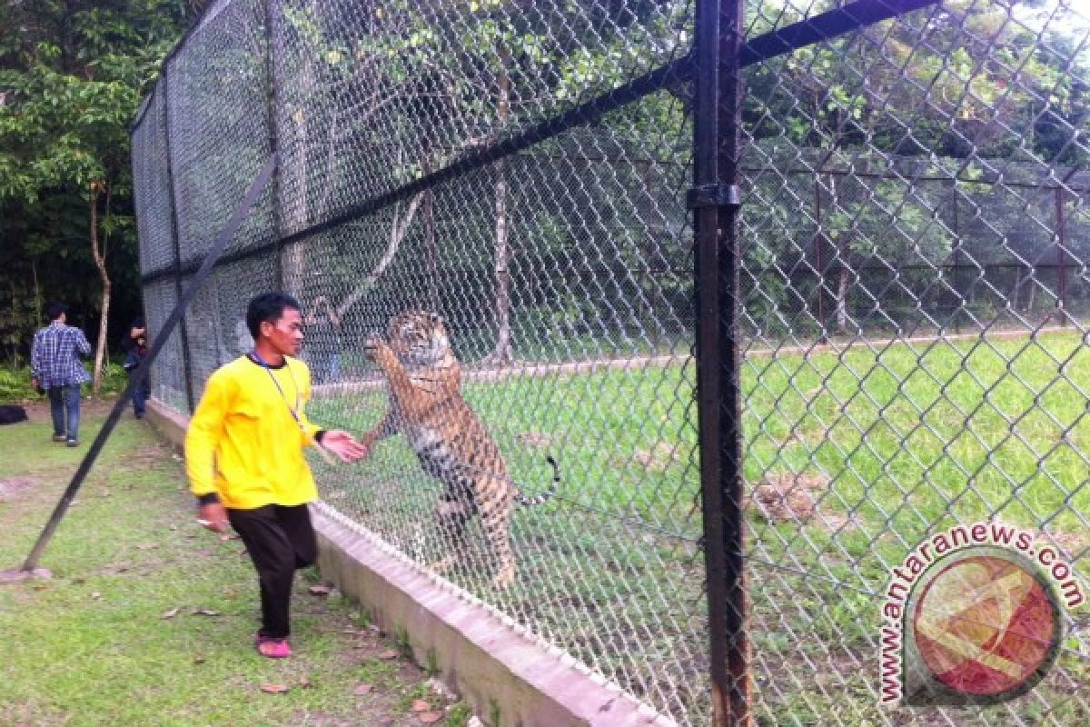 Puisi untuk sang raja hutan