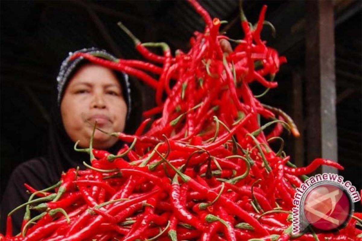 Di Lhokseumawe harga cabai merah anjlok