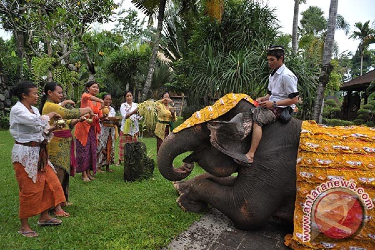 Umat Hindu Gelar Kegiatan Ritual Tumpek Kandang