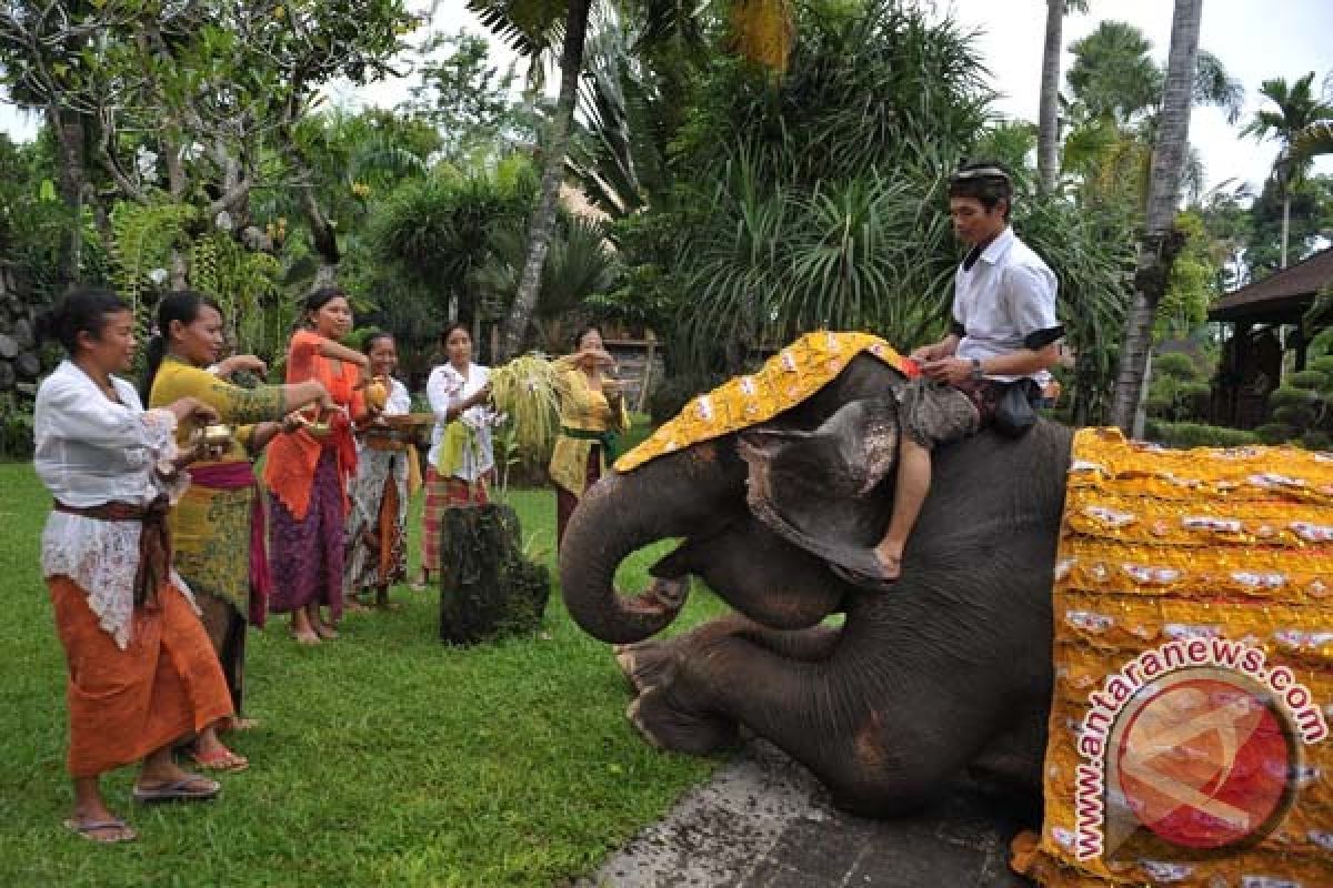 Libur Imlek, kunjungan wisatawan Bali zoo melonjak