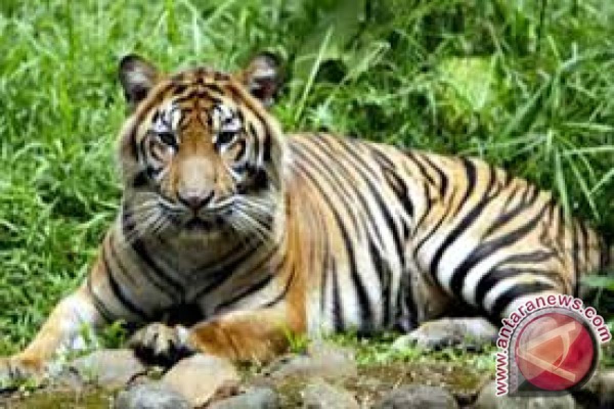 Seorang pekerja tewas diterkam harimau