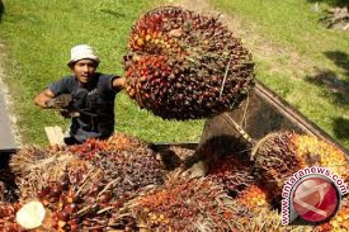 Harga CPO Jambi naik Rp48 per Kg