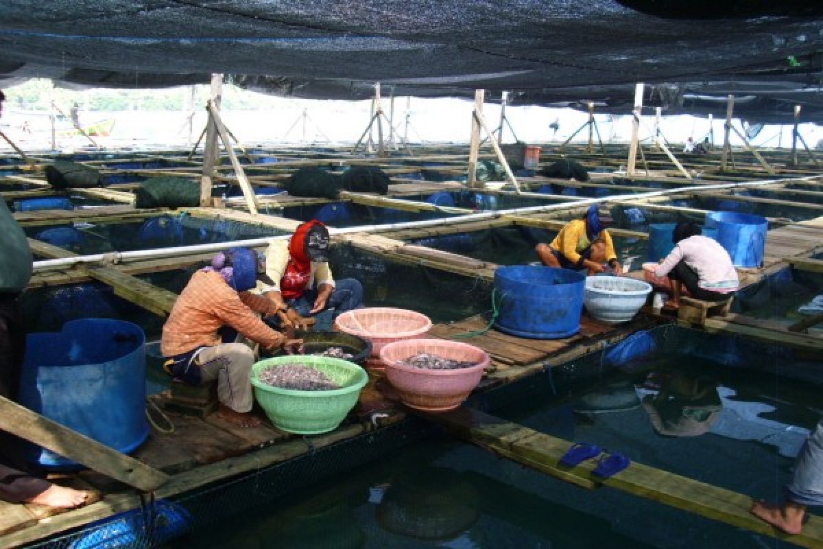  Lampung Dorong Budi Daya Ikan Kerapu 