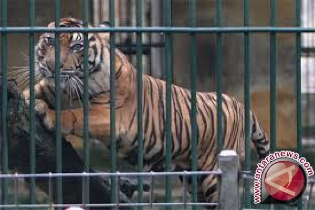 Polisi dan BKSDA pasang perangkap harimau